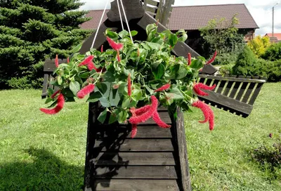 Florin - Ogrodnictwo Siemianice